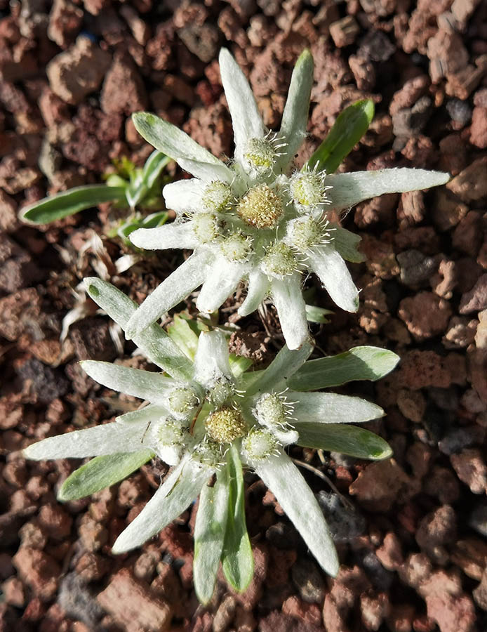 Leontopodium alpinum (ex Pyrénées) photo